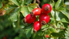 Kuşburnu Dikeni Faydaları Nelerdir? Kuşburnu Dikeni Faydaları Nelerdir?