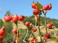 Kuşburnu Çekirdeği Yağı Kullanımı ve Faydaları Nelerdir? Kuşburnu Çekirdeği Yağı Kullanımı ve Faydaları Nelerdir?