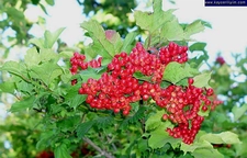 Kuşburnu Nerede Yetişir? Kuşburnu Nerede Yetişir?