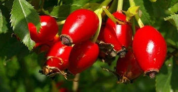 Siyah Kuşburnu Faydaları Nelerdir? Siyah Kuşburnu Faydaları Nelerdir?